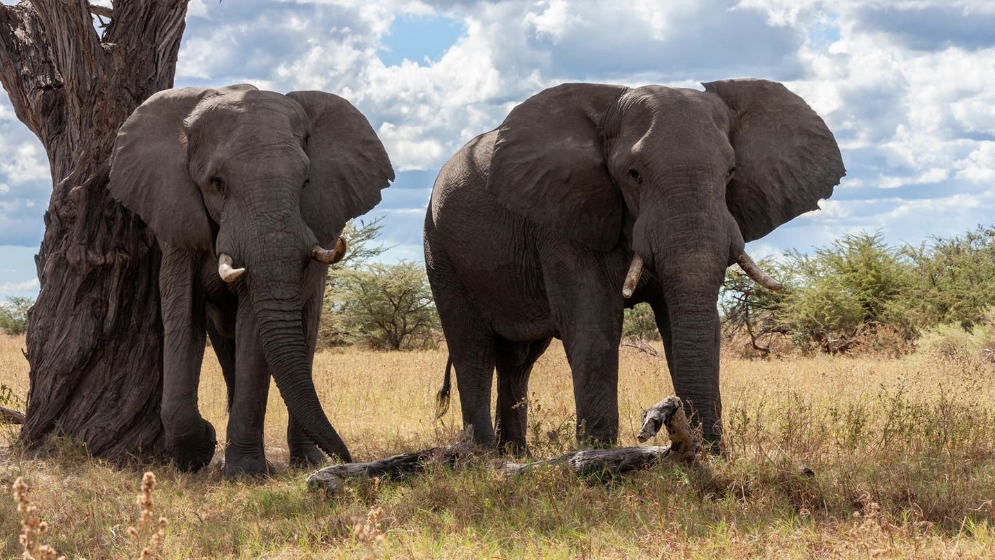 Streit mit Deutschland: Statt sie zu verschenken: Botswana will 20.000 Elefanten töten lassen