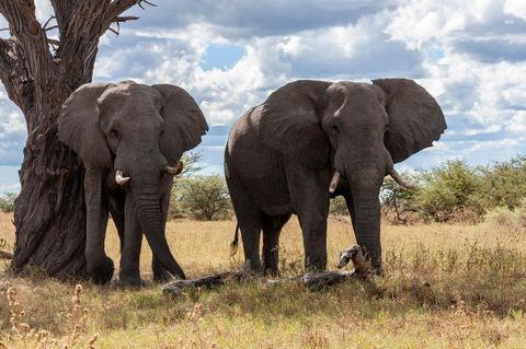Elefanten in Botswana