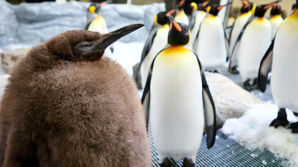 Der kugelrunde Pesto ist zum Social-Media-Star avanciert. Foto: Uncredited/SEA LIFE Melbourne/AP/dpa