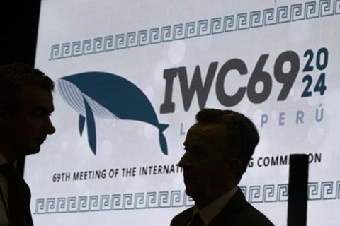 Delegierte bei der Konferenz der Walfangkommission