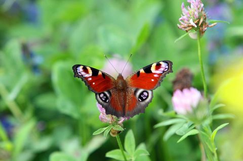 Artenvielfalt: Ein Tagpfauenauge sitzt auf einer Kleeblüte