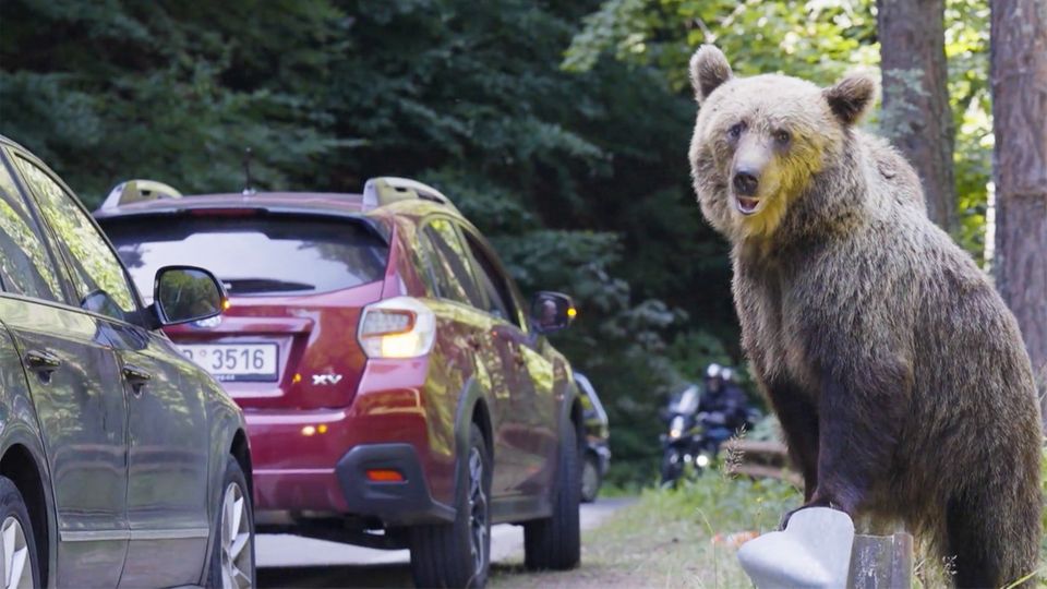 Touristen füttern leichtfertig: Rumäniens Problem mit den "Bettelbären" Rumäniens Bären stellt für die Einwohner ein großes Problem dar. Doch trotz Verbot füttern viele Touristen die Tiere weiterhin - das ist sehr leichtfertig und kann Folgen haben.