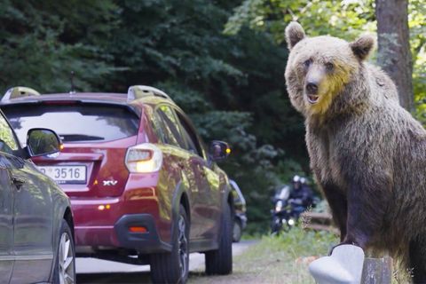 Rumäniens Bären stellt für die Einwohner ein großes Problem dar. Doch trotz Verbot füttern viele Touristen die Tiere weiterhin - das ist sehr leichtfertig und kann Folgen haben.