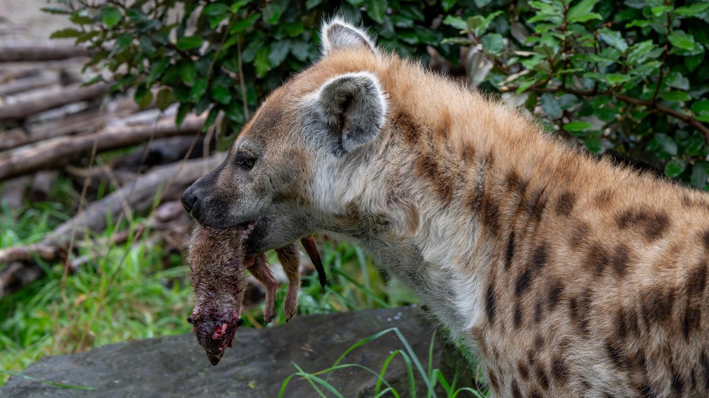 Die getöteten Erdmännchen im Zoo Zürich gingen an die Tüpfelhyänen