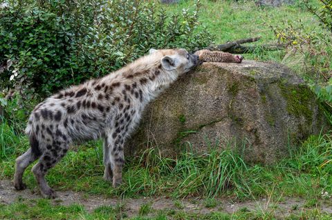 Die getöteten Erdmännchen im Zoo Zürich gingen an die Tüpfelhyänen