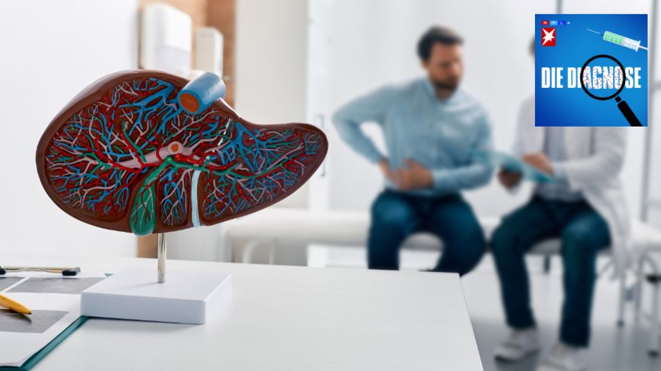 Ein anatomisches Modell einer Leber im Vordergrund, im Hintergrund Patient und Arzt in Besprechung