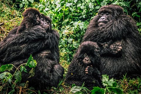 Berggorillas mit ihren Jungen im Dschungel von Ruanda