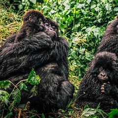 Berggorillas mit ihren Jungen im Dschungel von Ruanda