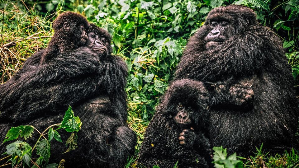 Berggorillas mit ihren Jungen im Dschungel von Ruanda