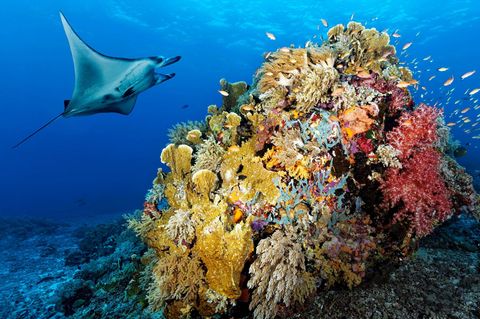 Richard Powers: Riffmanta schwimmt über Korallen