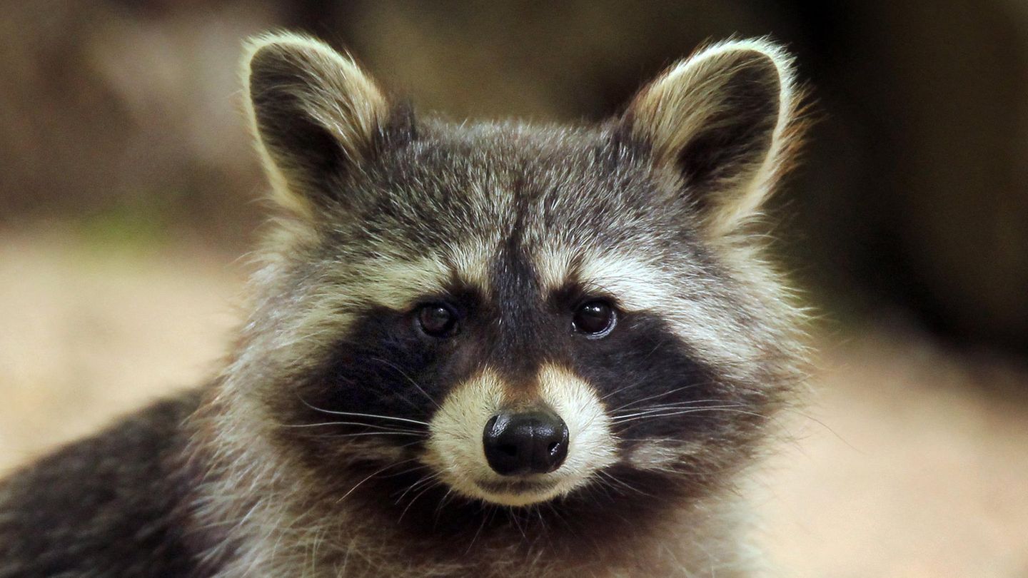 Ein Waschbär