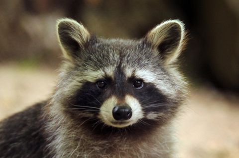 Ein Waschbär