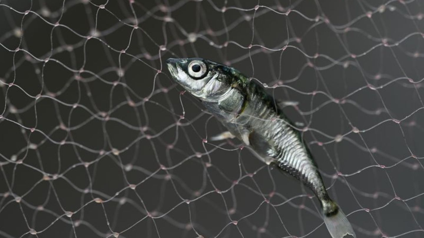 Lake Constance Fish: Pilot Project to Provide Insights into Stickleback Mortality