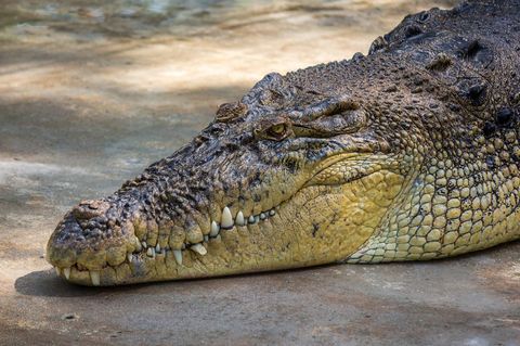 Krokodil in Malaysia