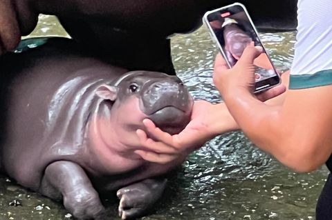Tierpfleger filmt Zwergflusspferd Moo Deng mit seinem Handy