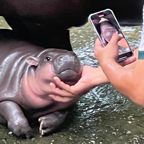 Tierpfleger filmt Zwergflusspferd Moo Deng mit seinem Handy