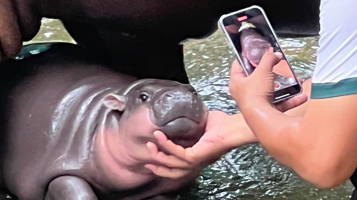 Tierpfleger filmt Zwergflusspferd Moo Deng mit seinem Handy