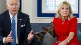 Die Bidens und ein bissiger Hund