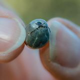 Invasive Art Riesenzecke Hyalomma marginatum