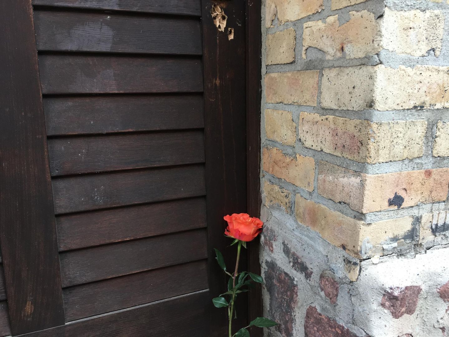 Anschlag in Halle: Eine Rose an der Tür der Synagoge als Zeichen der Trauer