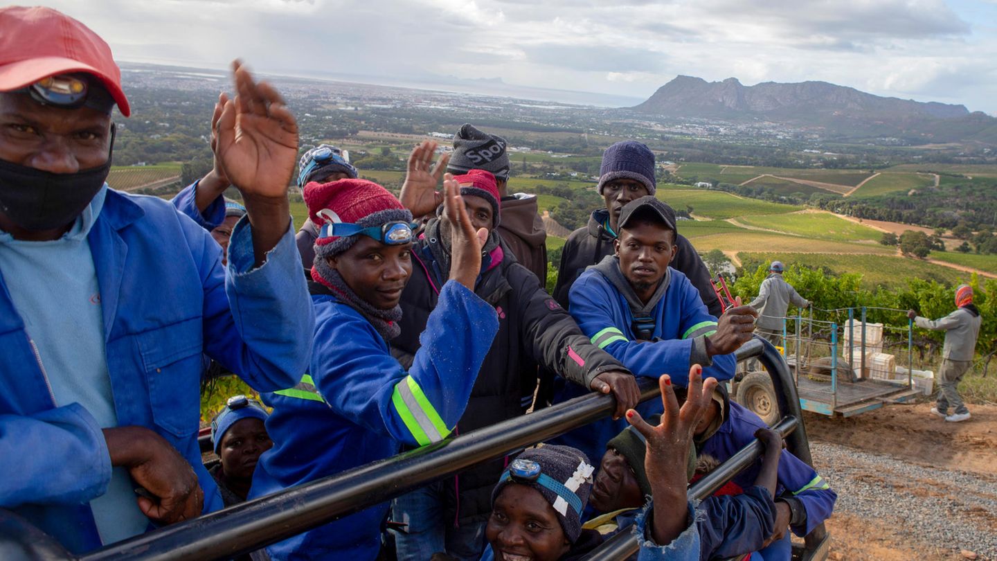Südafrika Arbeiter auf einem Weingut bei Kapstadt. In der Landwirtschaft von Südafrika schuften viele Migranten aus den Nachbarländern – oft unter menschenunwürdigen Bedingungen