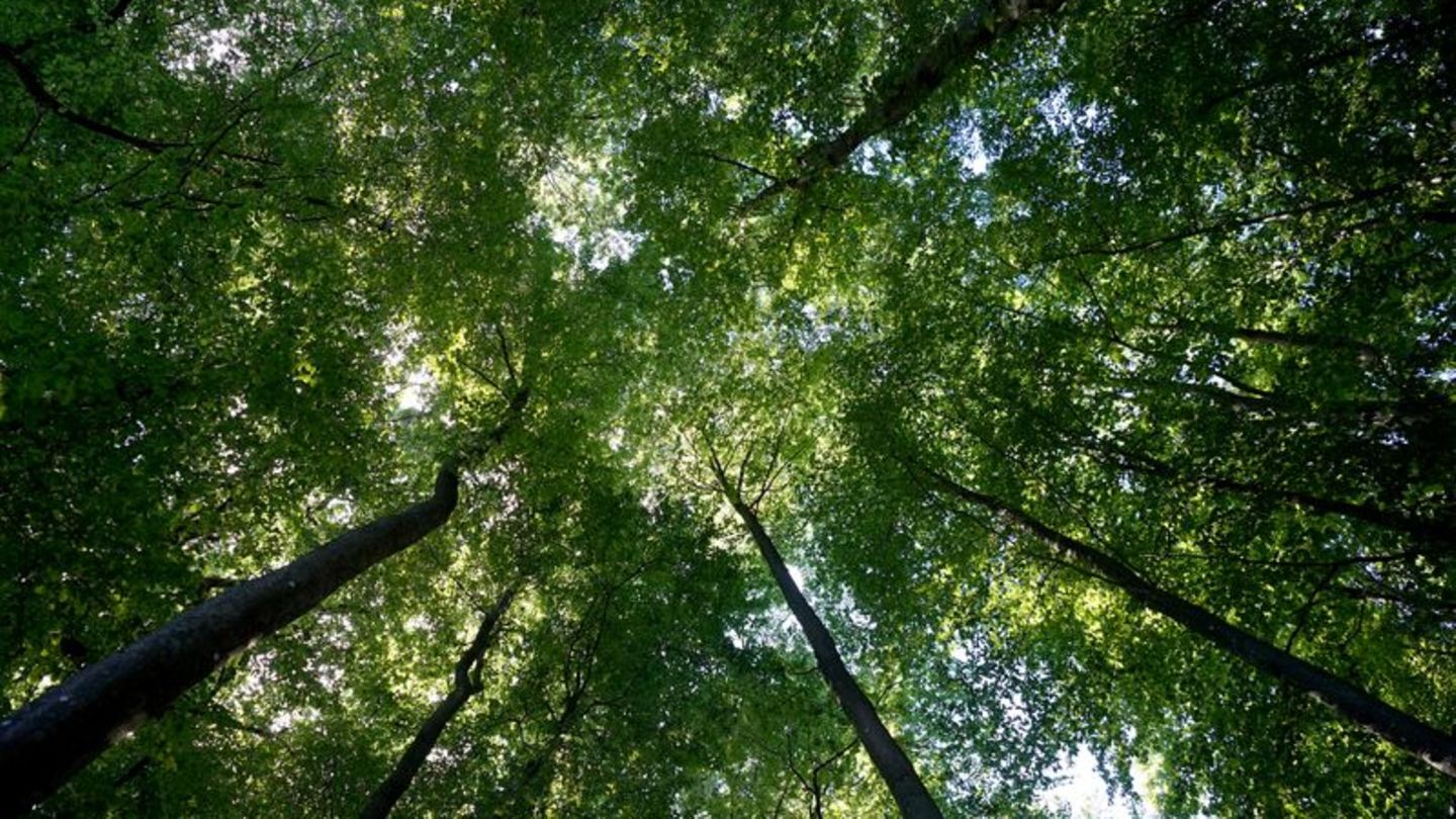 Wälder: Ergebnisse der Bundeswaldinventur im Norden erwartet