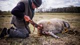 Arno Laube: Wanderschäfer Fotostrecke