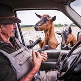 Arno Laube: Wanderschäfer Fotostrecke