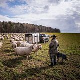 Arno Laube: Wanderschäfer Fotostrecke