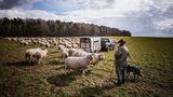 Arno Laube: Wanderschäfer Fotostrecke