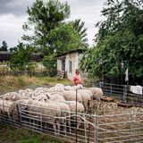 Arno Laube: Wanderschäfer Fotostrecke