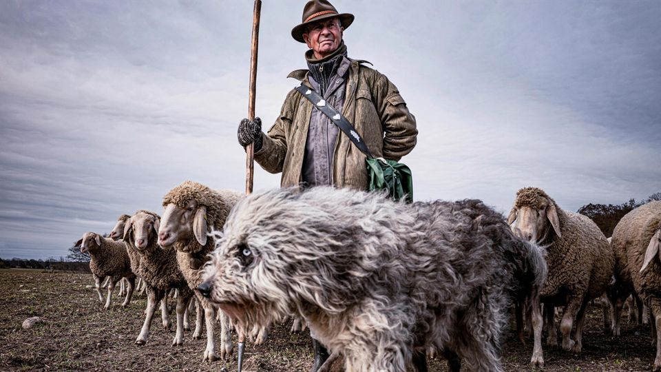 Arno Laube: Wanderschäfer Fotostrecke