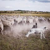 Arno Laube: Wanderschäfer Fotostrecke