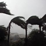 Hurrikan Wilma verbiegt Palmen