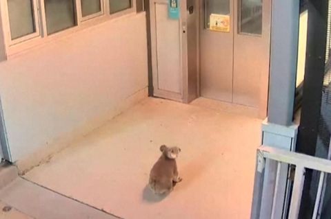 Koala verirrt sich auf Bahnhof – Polizisten verhindern seine Reise