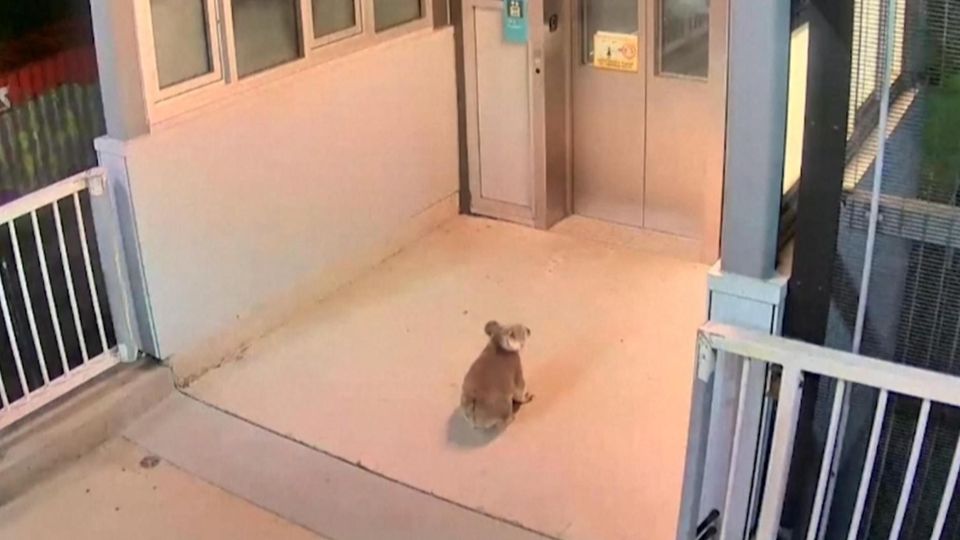 Koala verirrt sich auf Bahnhof – Polizisten verhindern seine Reise