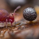 Springschwanz neben dem Fruchtkörper eines Schleimpilzes