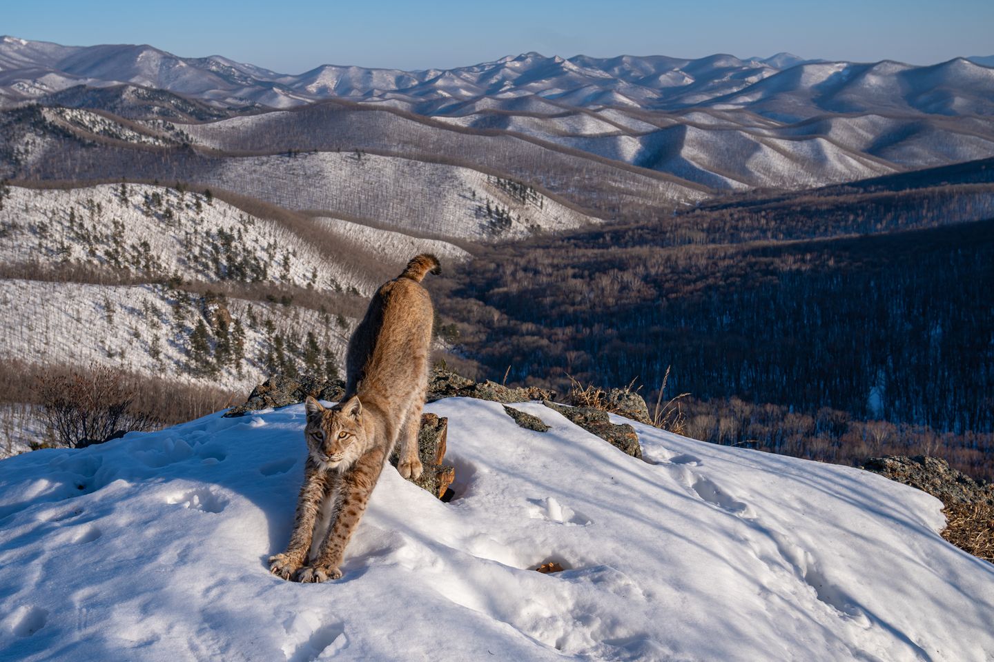 Amur-Luchs streckt sich