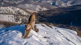 Amur-Luchs streckt sich
