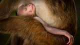 Toque-Makakenbaby  an der Brust seiner Mutter