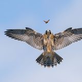 Junger Wanderfalke in der Luft