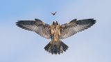 Junger Wanderfalke in der Luft