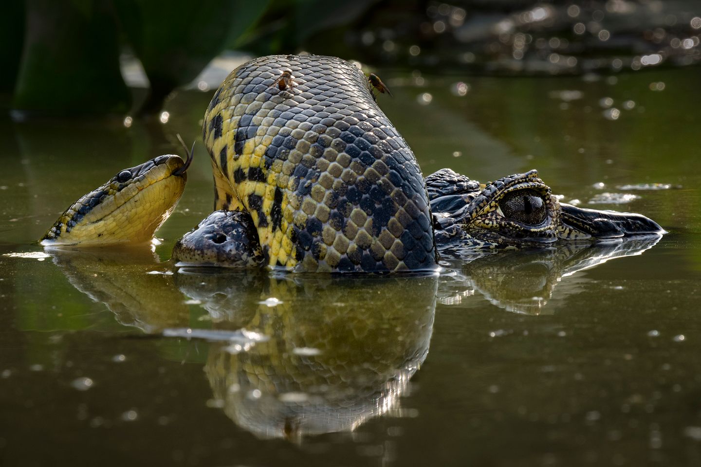 Kräftemessen in den Feuchtgebieten des brasilianischen Pantanal. Eine gelbe Anakonda hat sich um die Schnauze eines Yacaré-Kaimans gewunden. Beide Tiere sind gefährliche Raubtiere, die sich gegenseitig fressen könnten, doch es bleibt unklar, wer hier der Angreifer ist. Preisträgerin Karine Aigner entdeckte die ungewöhnliche Begegnung, als sie Sumpfhirsche fotografieren wollte.