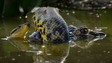 Kräftemessen in den Feuchtgebieten des brasilianischen Pantanal. Eine gelbe Anakonda hat sich um die Schnauze eines Yacaré-Kaimans gewunden. Beide Tiere sind gefährliche Raubtiere, die sich gegenseitig fressen könnten, doch es bleibt unklar, wer hier der Angreifer ist. Preisträgerin Karine Aigner entdeckte die ungewöhnliche Begegnung, als sie Sumpfhirsche fotografieren wollte.