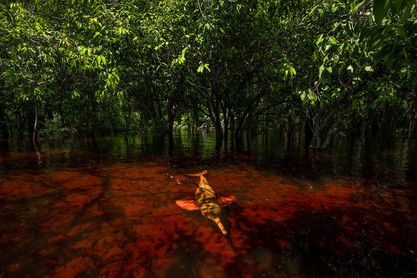 Thomas Peschak zeigt das Zusammenleben von Botos und den Menschen, mit denen die Amazonasdelfine ihre Heimat teilen. Manche sehen die Delfine als Geister, die in ihre Häuser eindringen, andere als Diebe, die Fisch aus den Netzen stehlen und deshalb den Tod verdient haben. Doch es gibt auch einen Weg, Geld mit den Delfinen zu verdienen: Sie werden Touristen präsentiert.