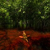 Thomas Peschak zeigt das Zusammenleben von Botos und den Menschen, mit denen die Amazonasdelfine ihre Heimat teilen. Manche sehen die Delfine als Geister, die in ihre Häuser eindringen, andere als Diebe, die Fisch aus den Netzen stehlen und deshalb den Tod verdient haben. Doch es gibt auch einen Weg, Geld mit den Delfinen zu verdienen: Sie werden Touristen präsentiert.