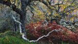 Knorrige alte Birke in Schottland
