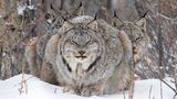Luchse im Schnee