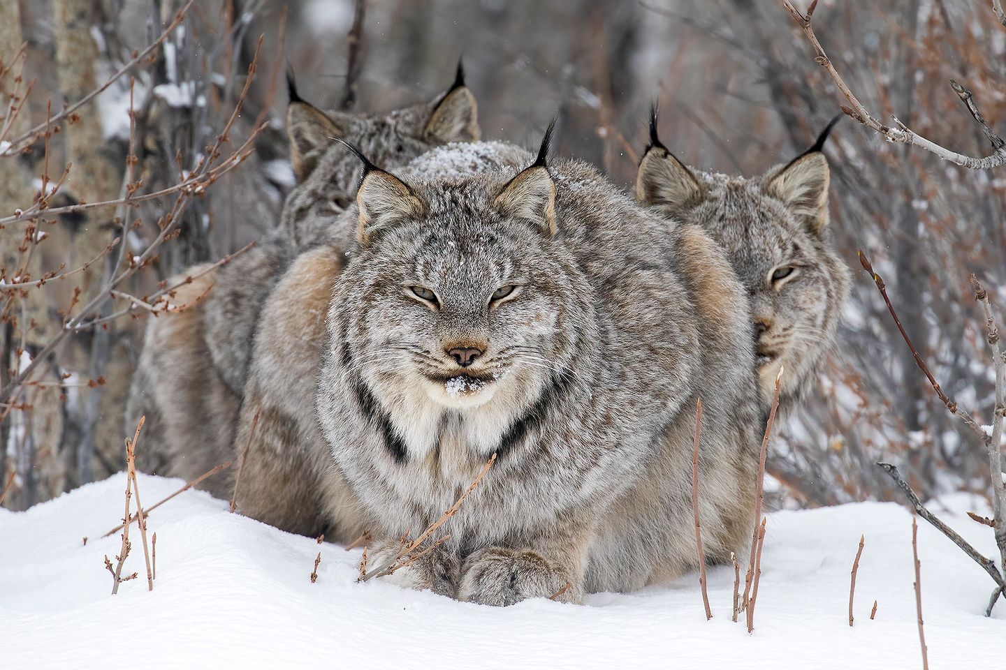 Auf der Hut Luchse im Schnee