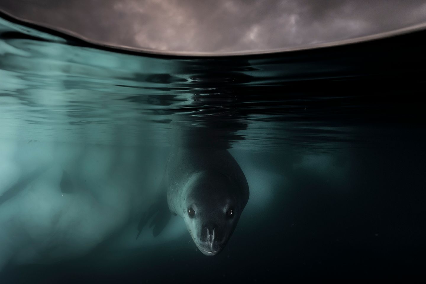 Junge Seeleopardenrobbe im Wasser